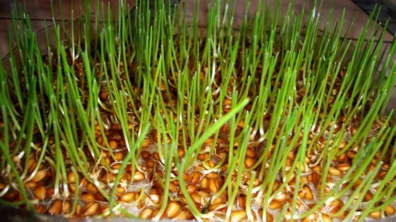 grau-incoltit1-1024x768