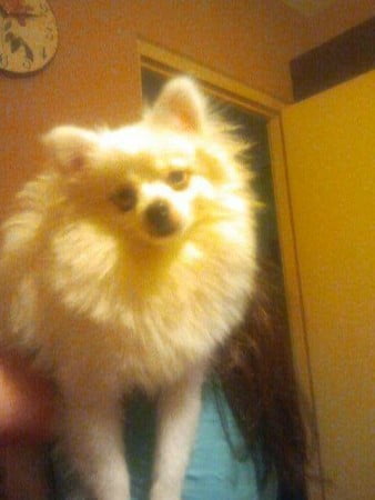 15894781_1248211295245294_627104351677566350_n