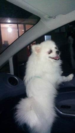 15977325_1248211325245291_3142196491720562627_n