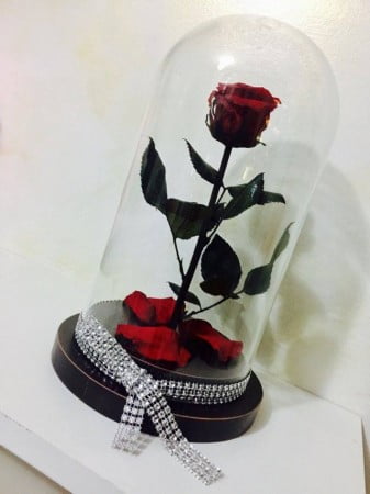 16144169_1379531175420144_353338455_n