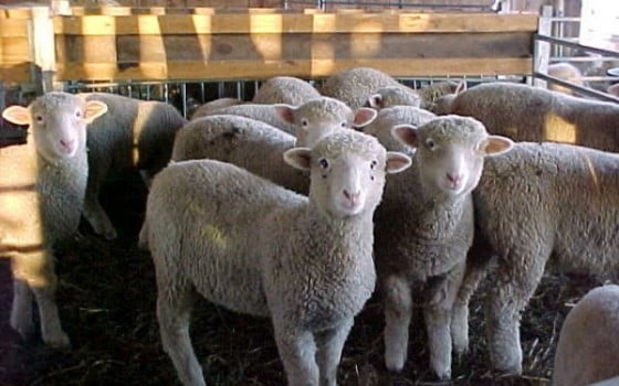 miei-in-tarc-600x375