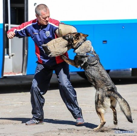 17757562_616407898559246_8623791192679639296_n