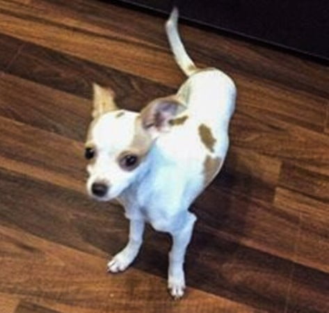 18450100_309792556108217_2112706853_n