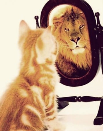 leul-si-pisica-in-oglinda