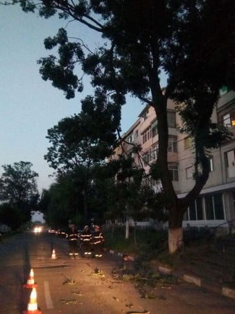 copac cazut pe masina2