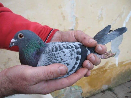 stern-porumbel-adrian-bozovici