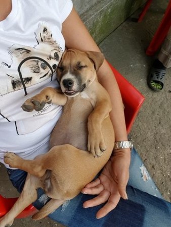 13659188_1264356820244038_3488773738751583983_n