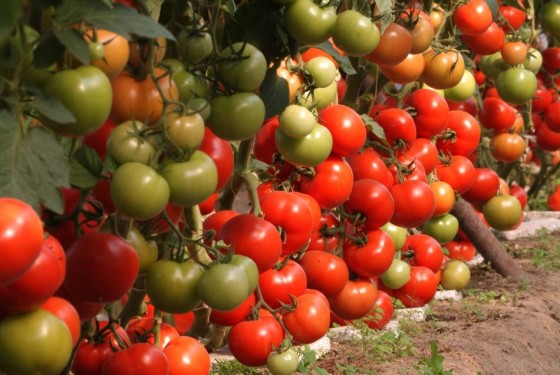 Prelungirea-termenului-privind-sprijinul-financiar-pentru-producătorii-de-tomate