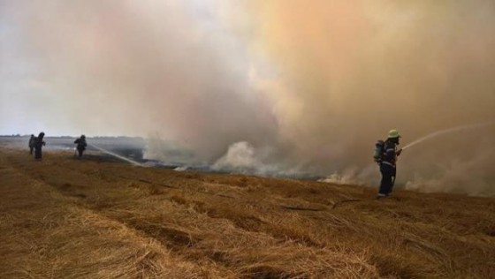 zeci-de-hectare-de-lolium-si-miriste-distruse-de-un-incendiu-puternic-in-timis