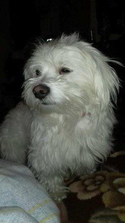 25589703_1501755799893463_128210905_n