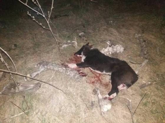 26239398_2034561030114528_4233945493384020303_n