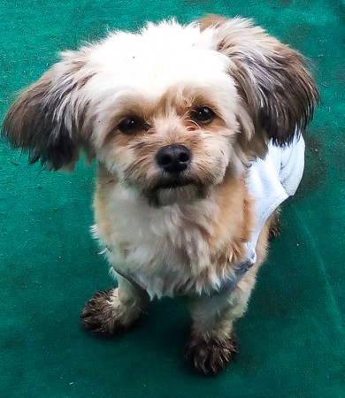 27659144_173613329925238_2139452650_n