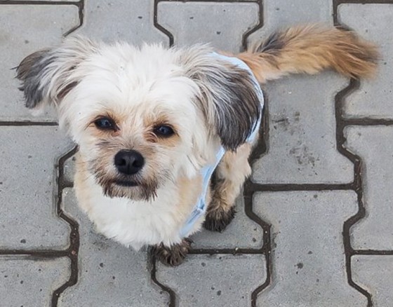 27661739_173613239925247_114859986_n