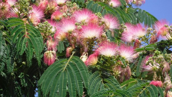 Albizia-Julibrissin-4