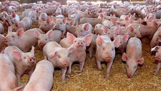 pesta-porcina-africana-zeci-de-porci-bihor-294216