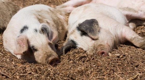 153572357375-piglet-piglets-pig-pigs-animal-animals-piggy-cute-984953-S4