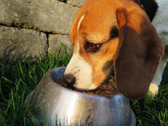 1537365670442-dog-eat-fressnapf-dog-food-wildlife-photography-food-dry-garden-1389830-S4