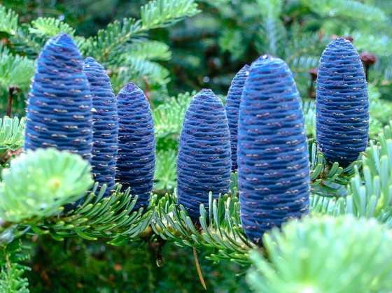 561800333_4cbf96dbe3_b