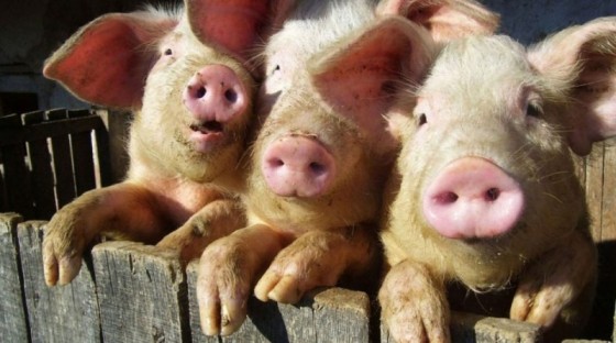 porci-800x445