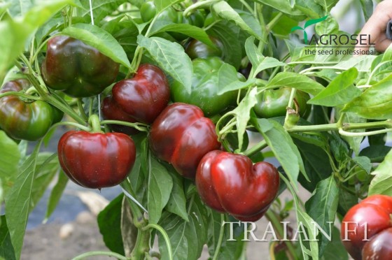 Ardei_gogosar_timpuriu_Traian_F1