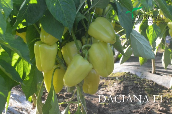 Ardei_gras_romanesc_Daciana_F1