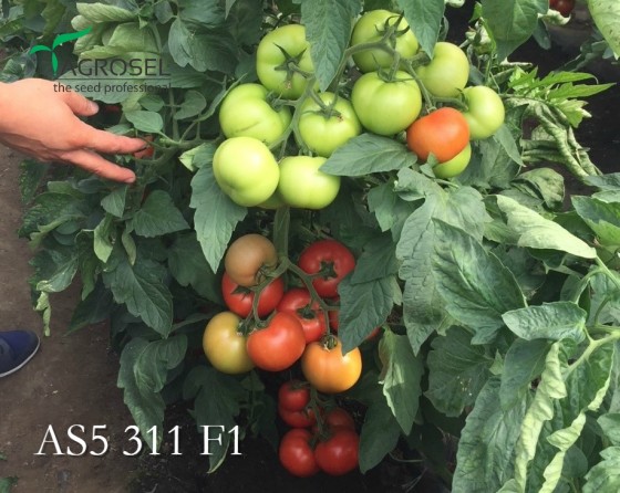 Tomate_semideterminat_311_F1