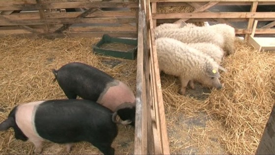 porci-mangalita_bazna