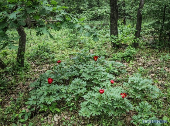 60320431_1053696658163699_5495516852593360896_o