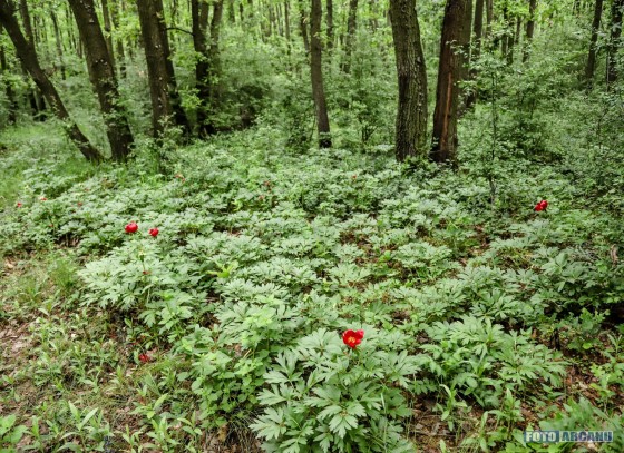 60490231_1053696571497041_9210492069884198912_o