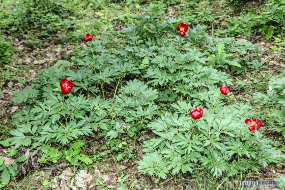 60678725_1053696671497031_6391679495643856896_o