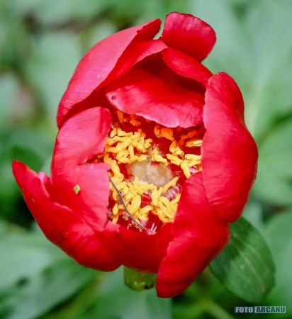 60683116_1053696531497045_8373937216350584832_n