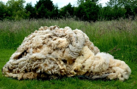 lana-cultivare-plante
