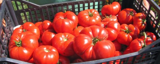 Rosii-Rotunde-Romanesti