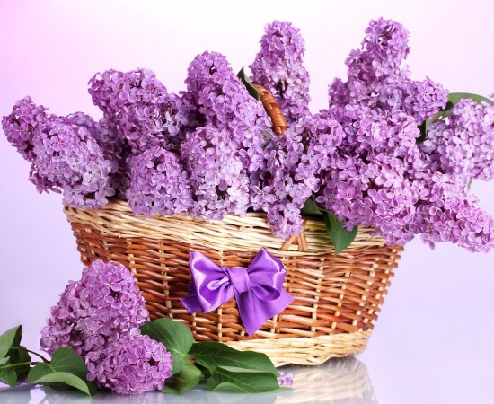 remedii-naturiste-liliac0